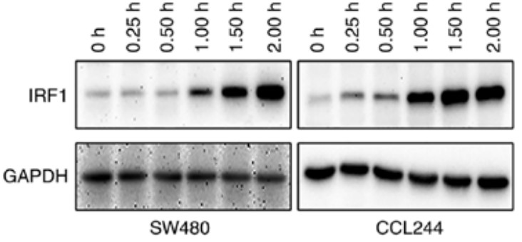 IFN-γ was added to a 6-well plate containing CCL244 and SW480 cells.jpg